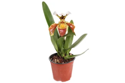 Орхидея Пафиопедилум (Paphiopedilum)