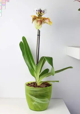 Орхидея Paphiopedilum с едър цвят