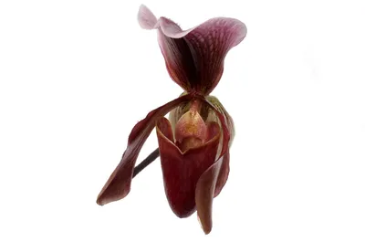 Пафиопедилум гибридный (Paphiopedilum hybrid) p-04 Каталог орхидей -  фаленопсисов, каттлей, ванд, дендробиумов со всего мира от интернет  магазина Ангелок