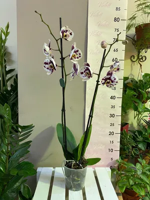 ПАНДА ПОД ЗАКАЗ - Фаленопсисы - Фаленопсисы - Самые Красивые Орхидеи