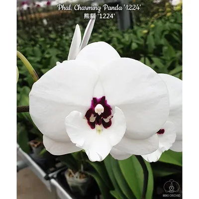 Орхидеи мира - Phal. Denver Diva Panda 2,5 18$ Не цветущие орхидеи, под  заказ. Бронируйте в комментариях, мы свяжемся с вами в лс. Если вы не  хотите ждать заказы - много орхидей