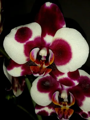 Орхидея фаленопсис \"панда\" – купить в Владимире, цена 1 000 руб., продано  17 июля 2018 – Растения и семена