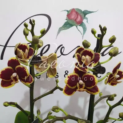 Фаленопсисы - Фаленопсисы - Самые Красивые Орхидеи