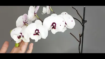 Phal. Mituo Diamond 'Panda' | Orchids, Grapes, Fruit