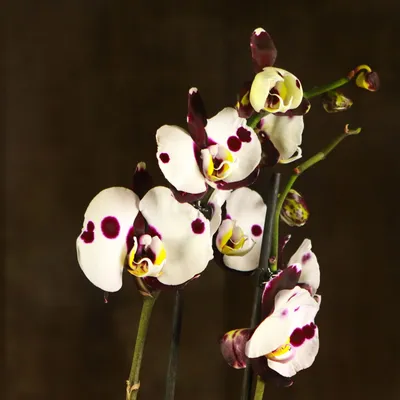 Орхидея \"Chuen Yuan Panda\" купить с доставкой по Шахтам и Новошахтинску -  Verba