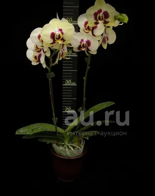 Купить Орхидею Фаленопсис с доставкой