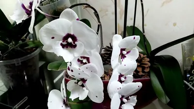 Орхидея Phal. Yushan I Cash Panda - купить, доставка Украина