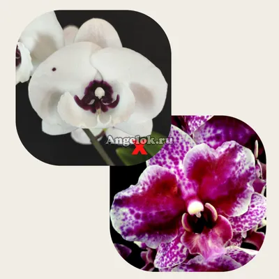 Орхидея \"Фаленопсис\" (Микс)