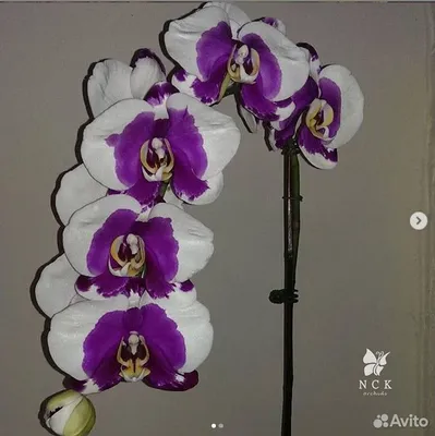 Милый цветок орхидея панда плюшевая игрушка - купить с доставкой по  выгодным ценам в интернет-магазине OZON (1315878385)