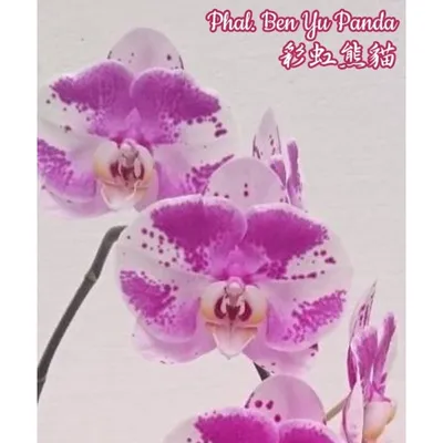 Комнатное растение Орхидея Фаленопсис «Панда», Живые растения в Москве,  купить по цене 6252 RUB, Цветы в горшках в Sense Plants с доставкой |  Flowwow