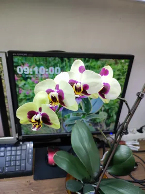 Орхидея Фаленопсис Шоко Бон 2 ствола купить в Москве