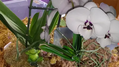 Стеновая панель ПВХ Panda 00310 Дикая орхидея панно 2700х250х8 мм комплект  4 шт, цена — купить в Москве | МВ Трейд