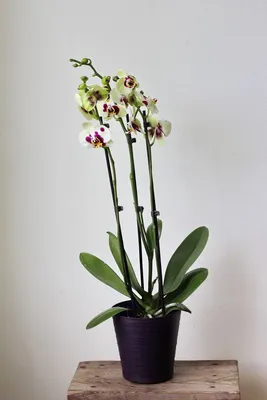 Милый цветок орхидея панда плюшевая игрушка - купить с доставкой по  выгодным ценам в интернет-магазине OZON (1343900201)