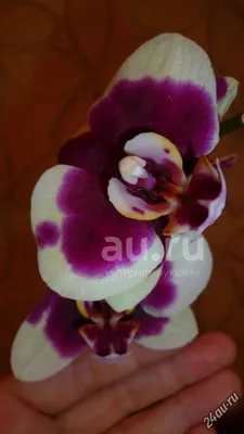Орхидея Phal. Ben Yu Panda - купить, доставка Украина