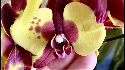Орхидея Фаленопсис \"Panda\" (3 цветоноса, 70см)