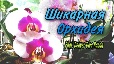 орхидея фаленопсис (Panda)отцвела — купить в Красноярске. Горшечные  растения и комнатные цветы на интернет-аукционе Au.ru