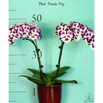 Стеновые панели \"PANDA\" \"Дикая орхидея\" - купить в Астрахани