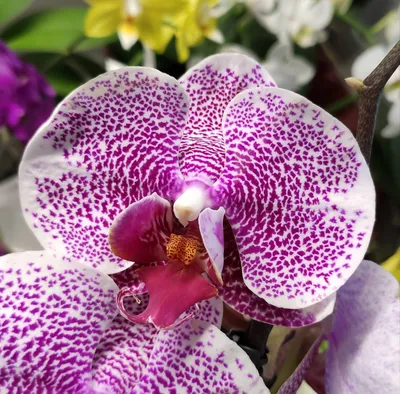 Орхидея пандора фото