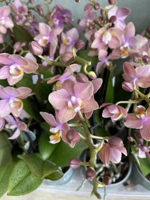 Орхидея парфюмерная фабрика фото фотографии