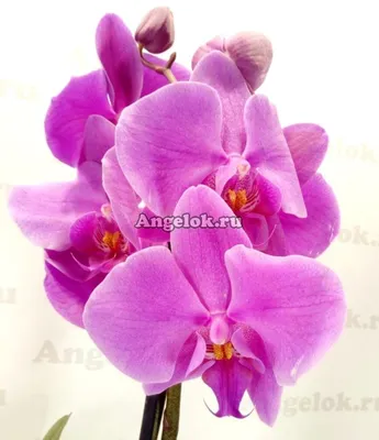 Орхидея пасадена фото
