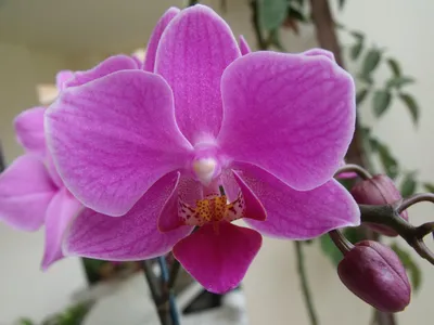 Розово-сиреневая ОРХИДЕЯ Пасадена🌸Цветение после восстановления🌸Небольшая  история ФАЛЕНОПСИСА🌿 | Канал Наталья Успенская | Дзен