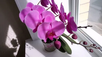 Орхидея пасадена фото фотографии