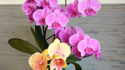 № Р 13... - Дикая Орхидея Продажа орхидей Украина | Facebook