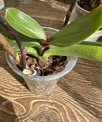 Орхидея пасадена - 41 фото