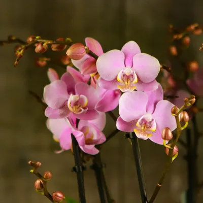 Орхидея пасадена - 41 фото
