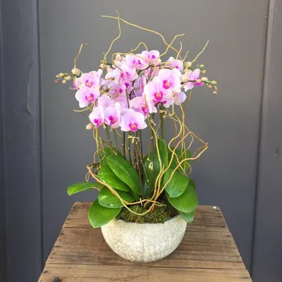 Orchid phalaenopsis Pasadena / Орхидея фаленопсис Пасадена - YouTube