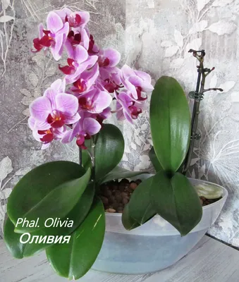Орхидея пасадена - 74 фото