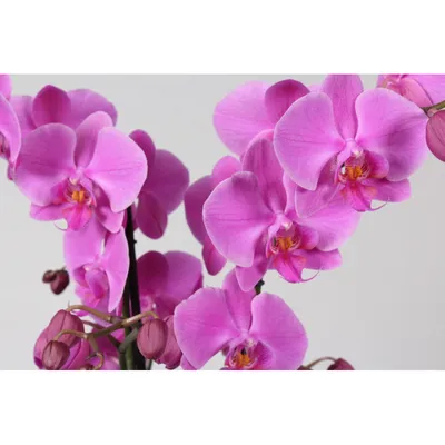 Орхидея пасадена (66 фото) »