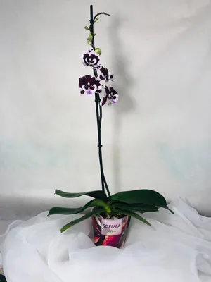 Phal. Olivia | Орхидея, Цветы, Орхидеи