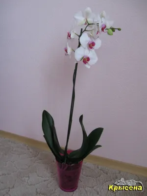 Орхидея Romanion, Pasadena: 280 грн. - Комнатные растения Александрия на Olx