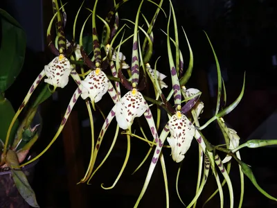 Орхидея паук фото фотографии