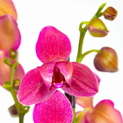 Орхидея пелорик фото