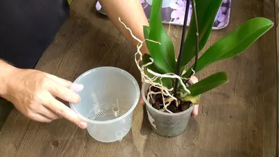 ORCHIDS ARE VERY EASY TO TRANSPLANT // detailed video of phalaenopsis  transplantation - YouTube