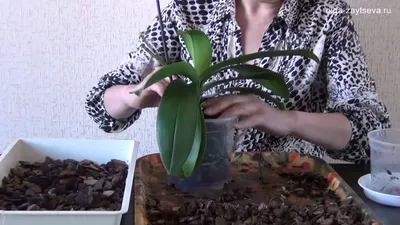 Пересадка орхидеи фаленопсис в больший горшок - YouTube