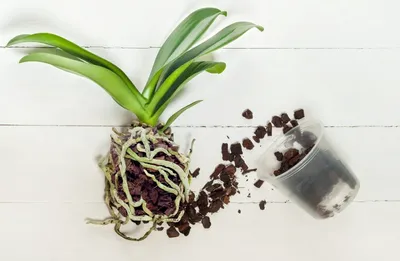 Как пересаживать орхидею в домашних условиях. Пошаговая инструкция | Цветы  в квартире и на даче – от Радзевской Виктории | Дзен