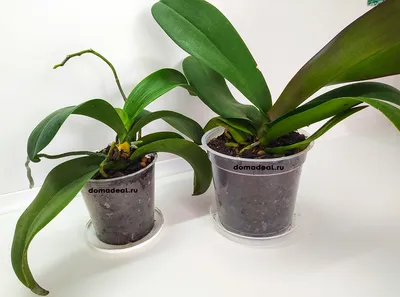 Орхидея: уход в домашних условиях, полив орхидей, пересадка орхидей,  размножение и болезни | Орхидея, Орхидеи, Цветы