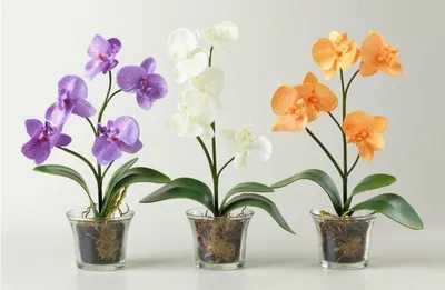 Правильная пересадка орхидей: раскладываем все по полочкам | В цветнике  (Огород.ru)