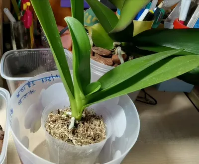 Нужно ли пересаживать орхидею после покупки в магазине? – Цветовод-любитель
