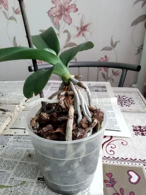 Садоводство - Как правильно пересаживать орхидею. Хочу обратить внимание,  что орхидеи желательно пересаживать в нецветущем состоянии, иначе они могут  сбросить цветы и бутоны. Если Вам подарили цветущую орхидею, нужно  дождаться, пока растение