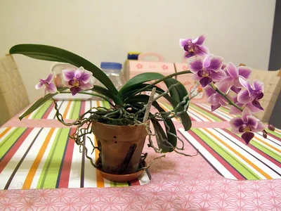 Орхидея Фаленопсис - «Моя орхидея начала расти только после пересадки в  землю! + фото. Дополнения и фото, как растёт и меняется моя дорогая орхидея  после пересадки в землю. Отзыв обновлён 18.05.2017г.» | отзывы