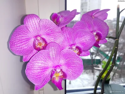 Пересадка орхидеи: как правильно пересадить орхидею в домашних условиях
