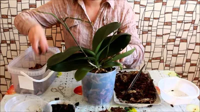Как пересадить орхидею (Falenopsis) - YouTube