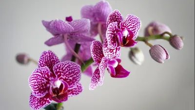 Пересадка орхидей из стеклянной бутылки (фласки) - YouTube