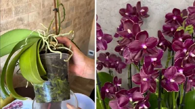 Орхидея Фаленопсис - «Отзыв обновлен. Прекрасная и неприхотливая. 4 года  без пересадки из магазинного горшка. Покупка второй орхидеи. Реанимация и  пересадка. Покупка третьей орхидеи. Видео» | отзывы