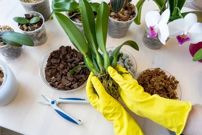Как пересадить орхидею - пошаговая инструкция | Life