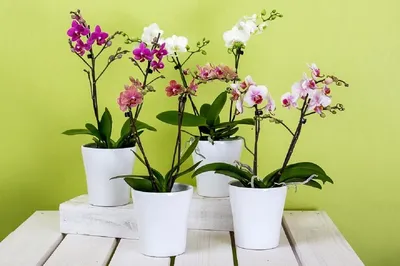 Как правильно пересадить орхидею в домашних условиях - Агро